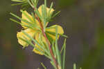 Apalachicola St. Johnswort